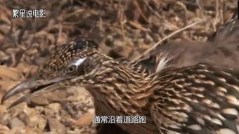 鸟类秘闻在线观看,在线观看探索未知世界  第1张