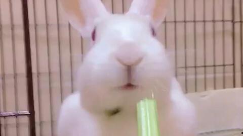 网红兔兔吃瓜视频,带你领略萌宠界的趣味生活  第2张