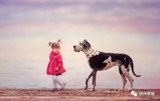 泉州爆料大狗视频,究竟何方神圣? 第1张 泉州爆料大狗视频,究竟何方神圣? 第1张