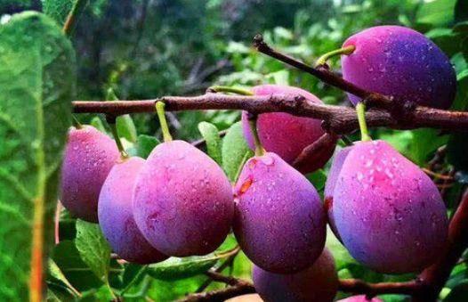 娱乐吃瓜少女西梅拿铁,娱乐吃瓜少女的趣味生活揭秘  第1张 娱乐吃瓜少女西梅拿铁,娱乐吃瓜少女的趣味生活揭秘  第1张